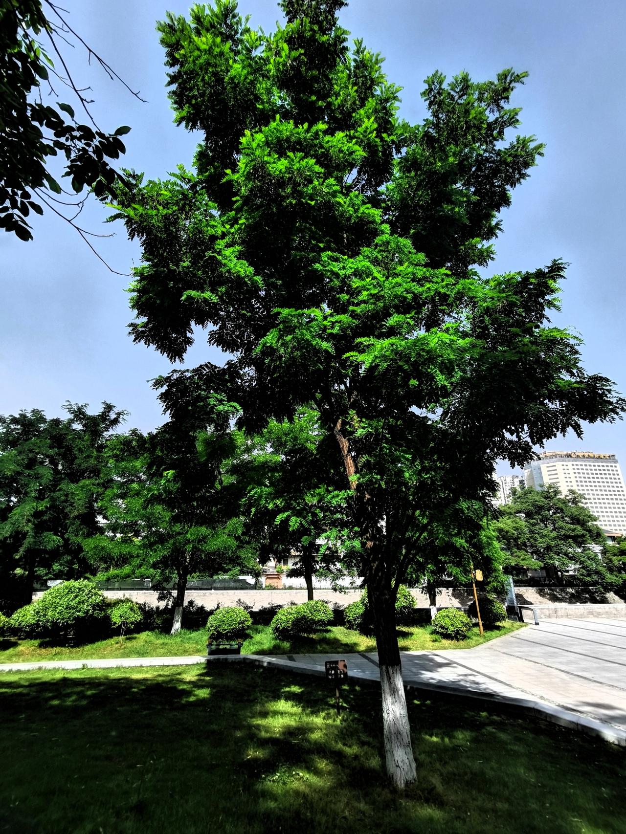 蓬勃生长的树相册里的花花草草绿植风景照 盛夏花草随手拍 绿植照 户外绿植拍照 雅