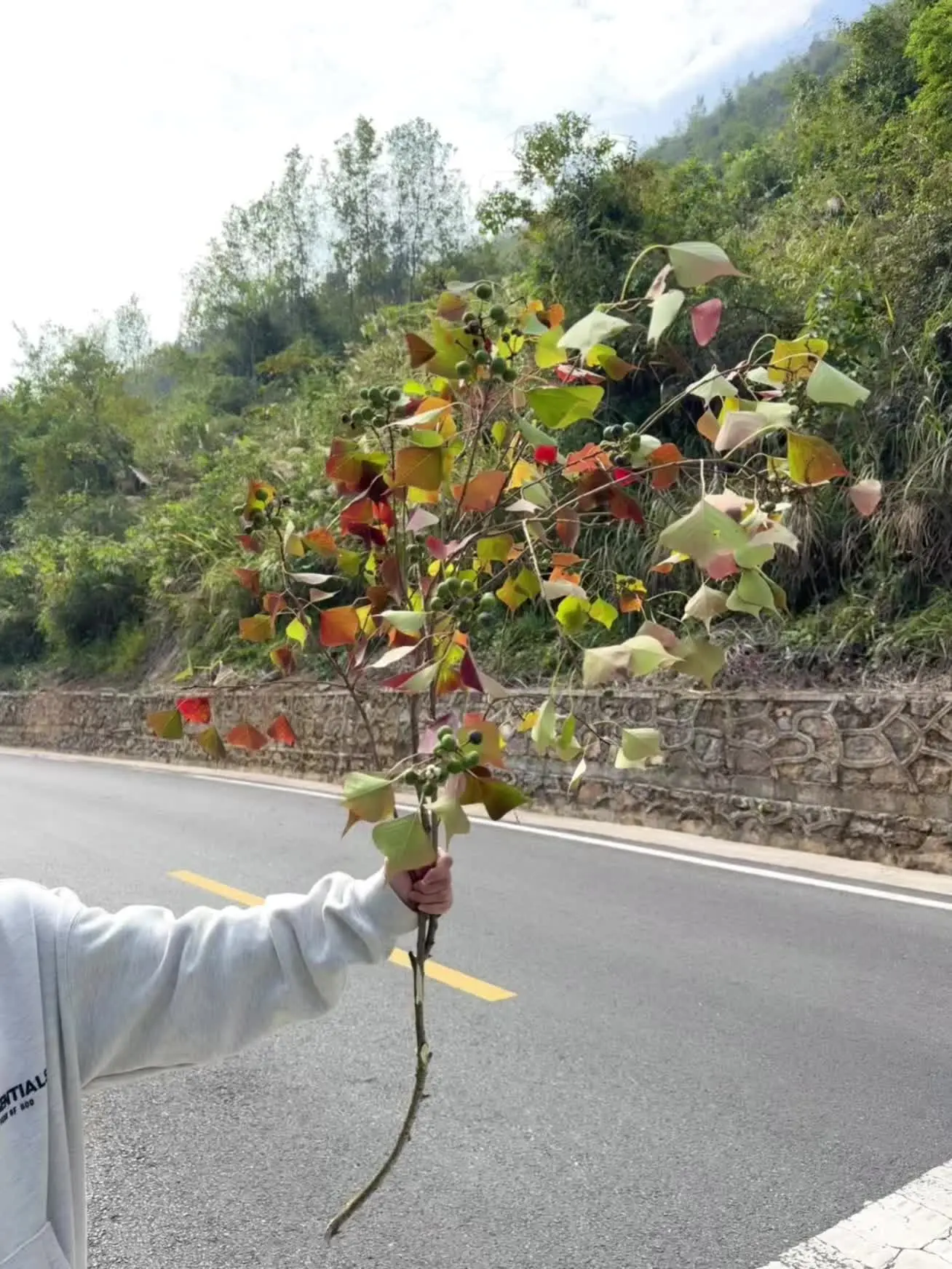 永远为生活中的小事而雀跃