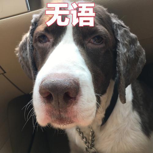 你们是不是这样的？
吃饭的时候只吃7、8分饱，其实还想再吃，但是不得不离开餐桌，