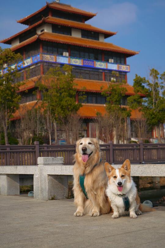 我的小狗也太会笑咯～