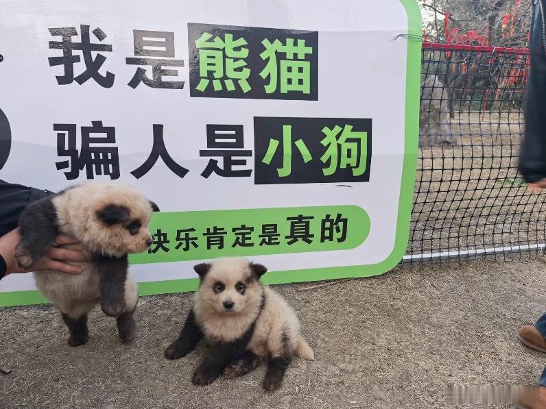 有种简历乱写但被应聘上的感觉都说了骗人是小狗所以是真的骗人也是真的小狗春风里派对