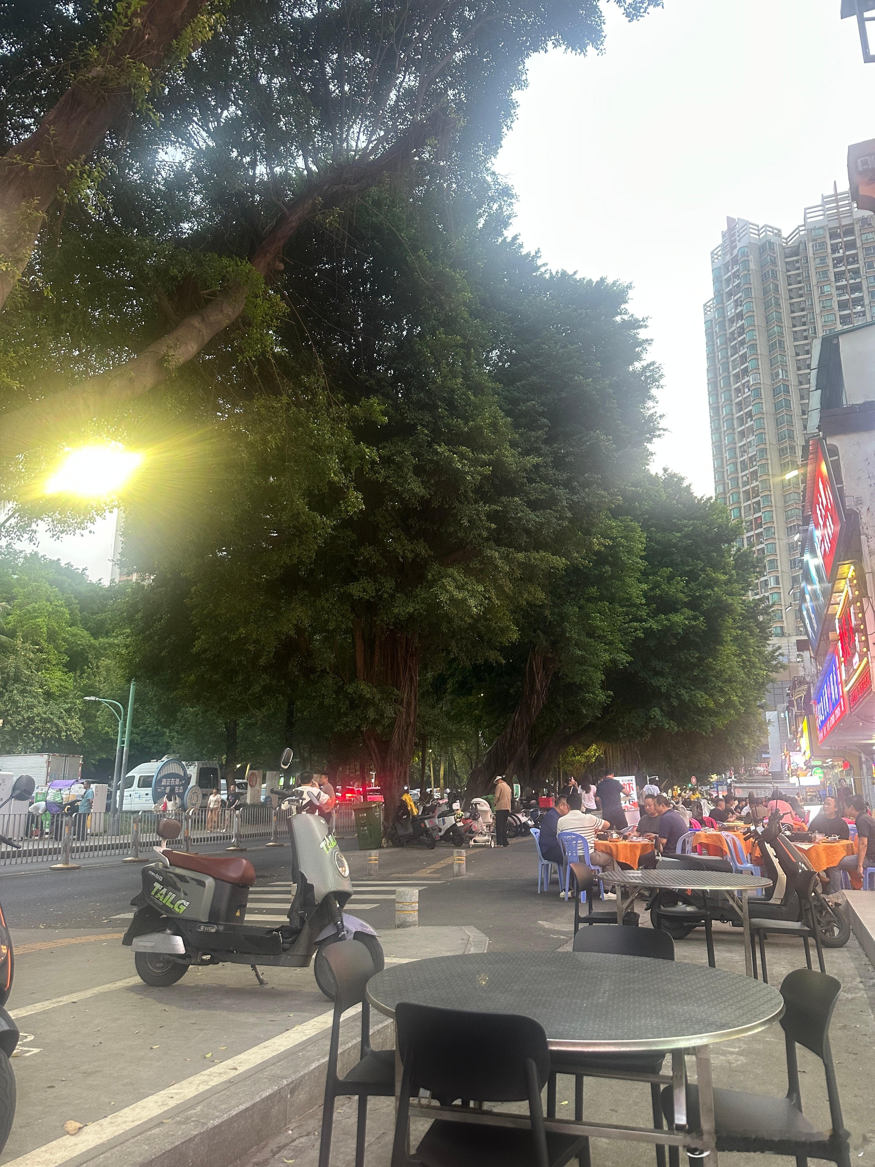 深圳难得这么大的树 深圳·中山脆肉鲩(新圳东路店)