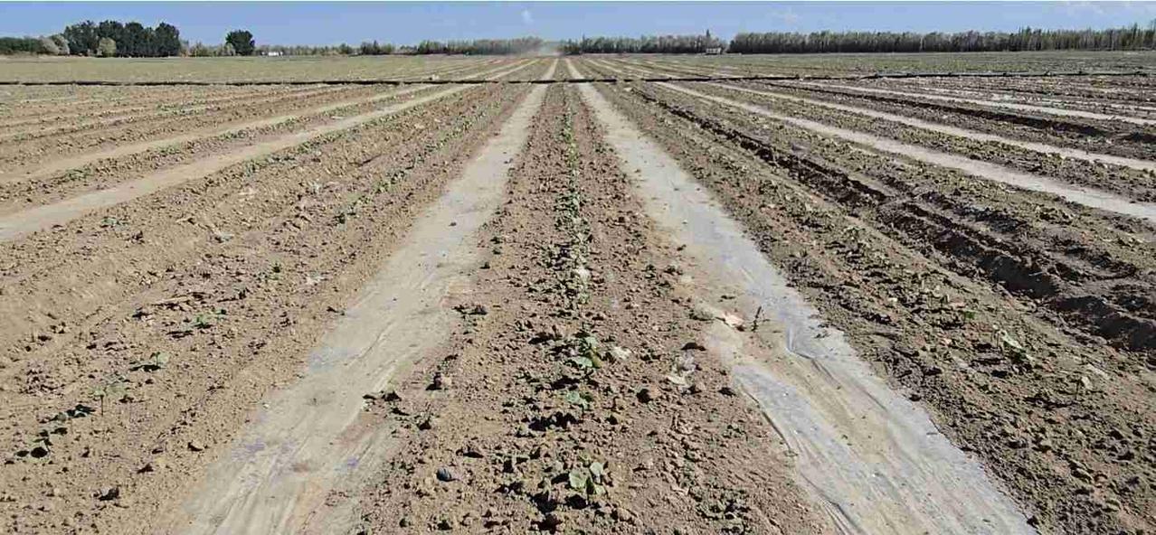 我的今日状态：😁轻松愉快
我这里的天气：☀️晴天
棉苗封土正当时