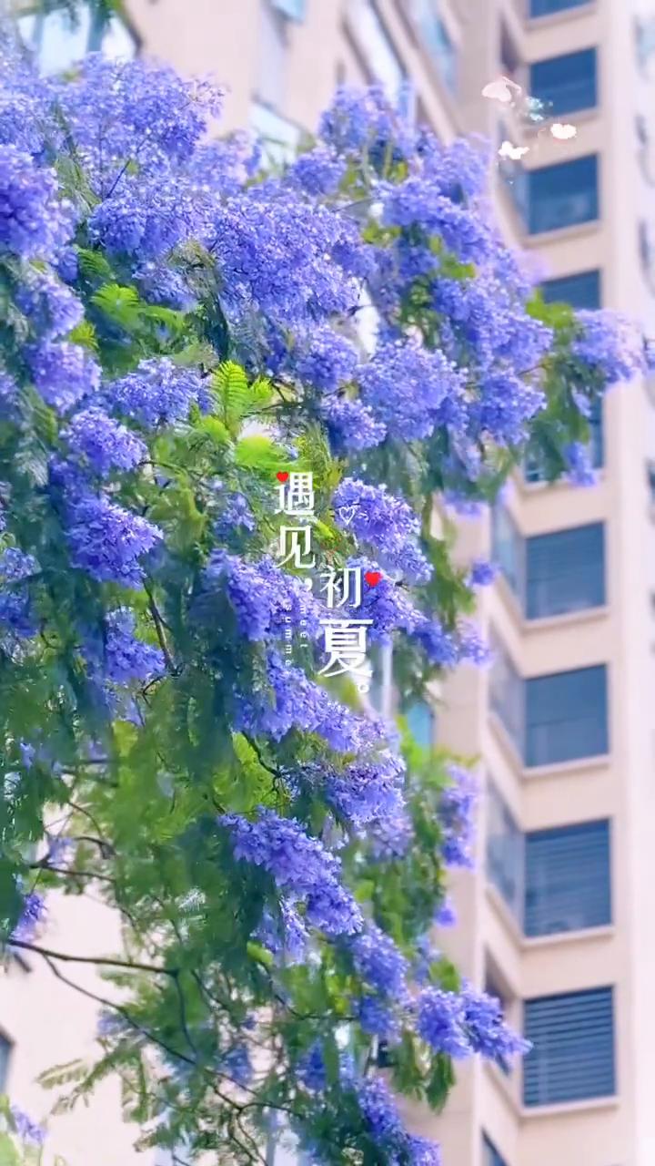 遇见初夏。
初夏。