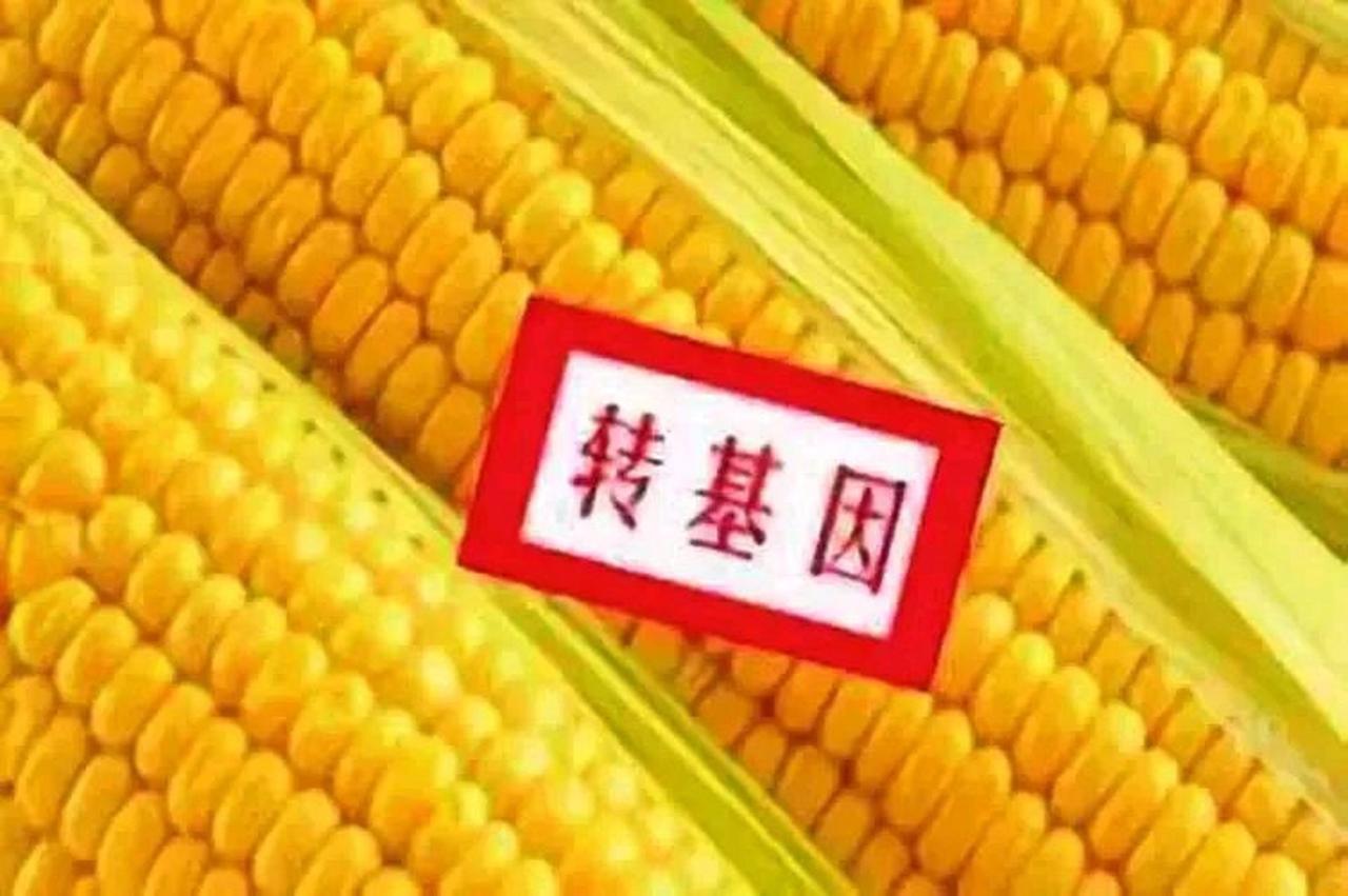 虽然关于“转基因”作物的利弊之争仍在持续，但是，中国以占全球约9%的耕地和6%的