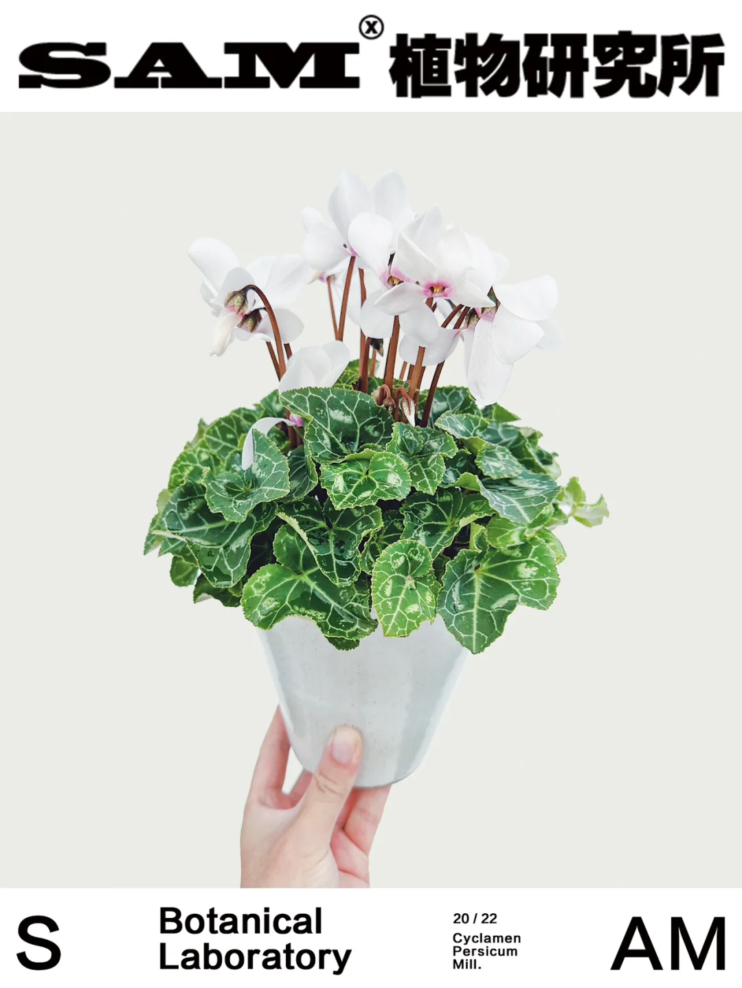 仙客来｜Cyclamen Persicum Mill.