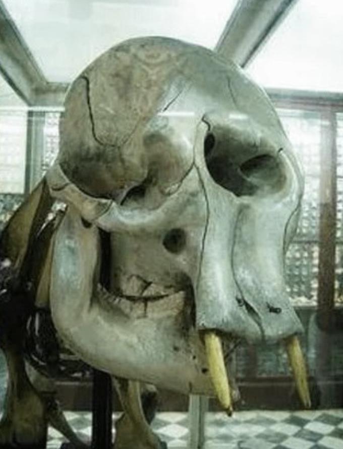 独眼巨人的真实身份是什么？
法氏古菱齿象（*Palaeoloxodon falc