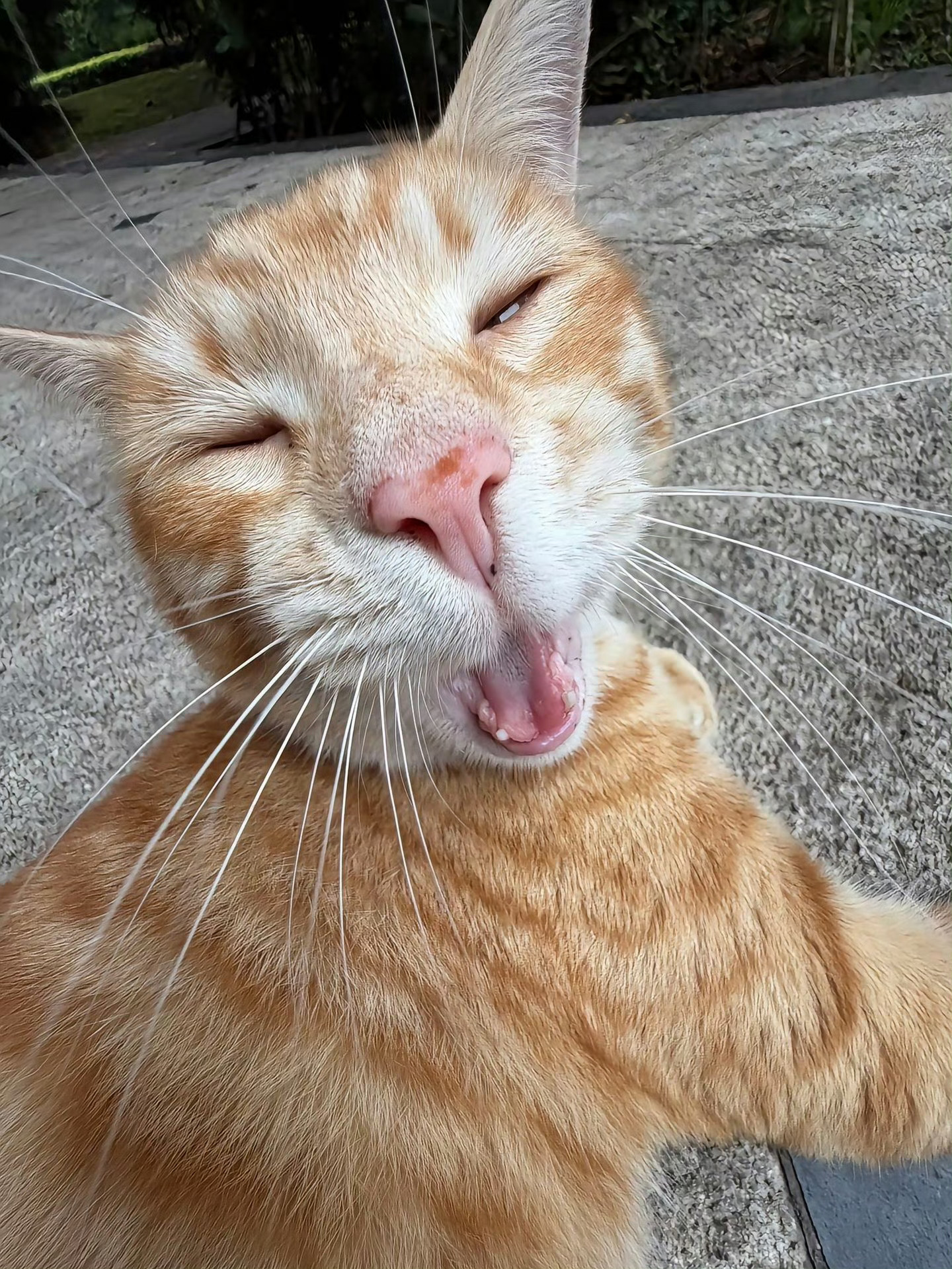 猫咪：v你50，把照片删了行吗