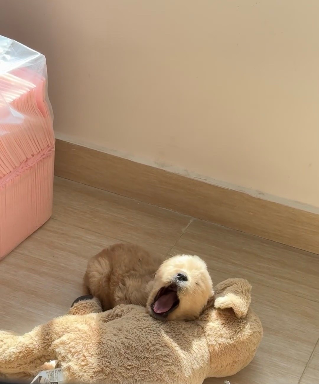 在阳光下睡大觉的小金毛 