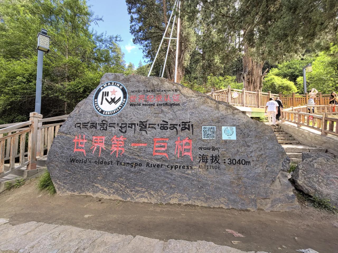 上午到达林芝的柏树王园林，景区占地20万平方米，生长近千株西藏特有珍稀树种雅鲁藏