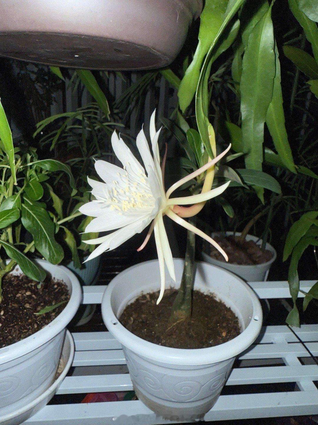 昨夜又有昙花开