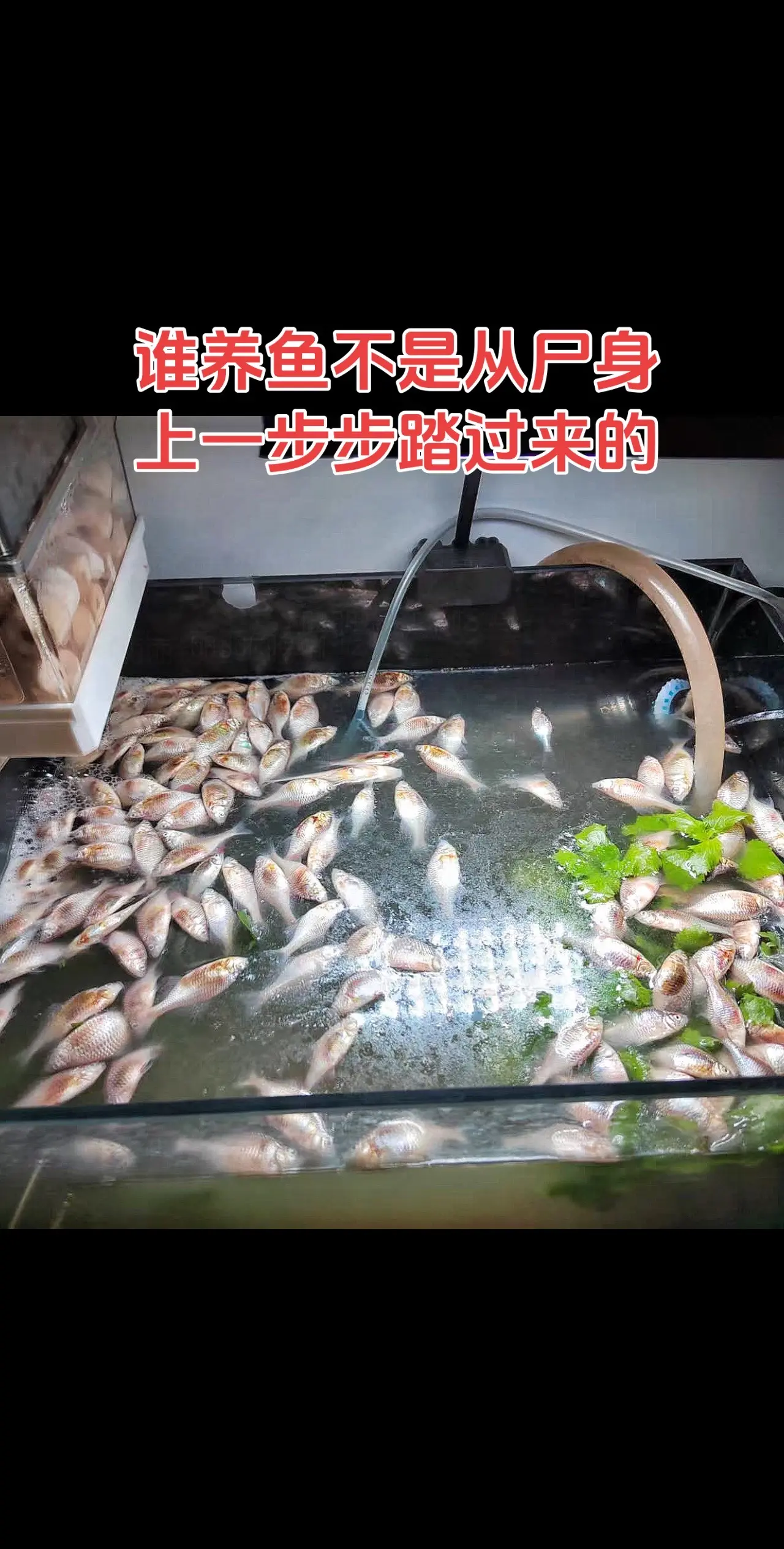 谁养鱼不是这么一步步过来的