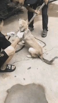 不想养了送给别人也行啊，或者送远点让它自己流浪也可以，为什么要卖给狗贩子？你就缺