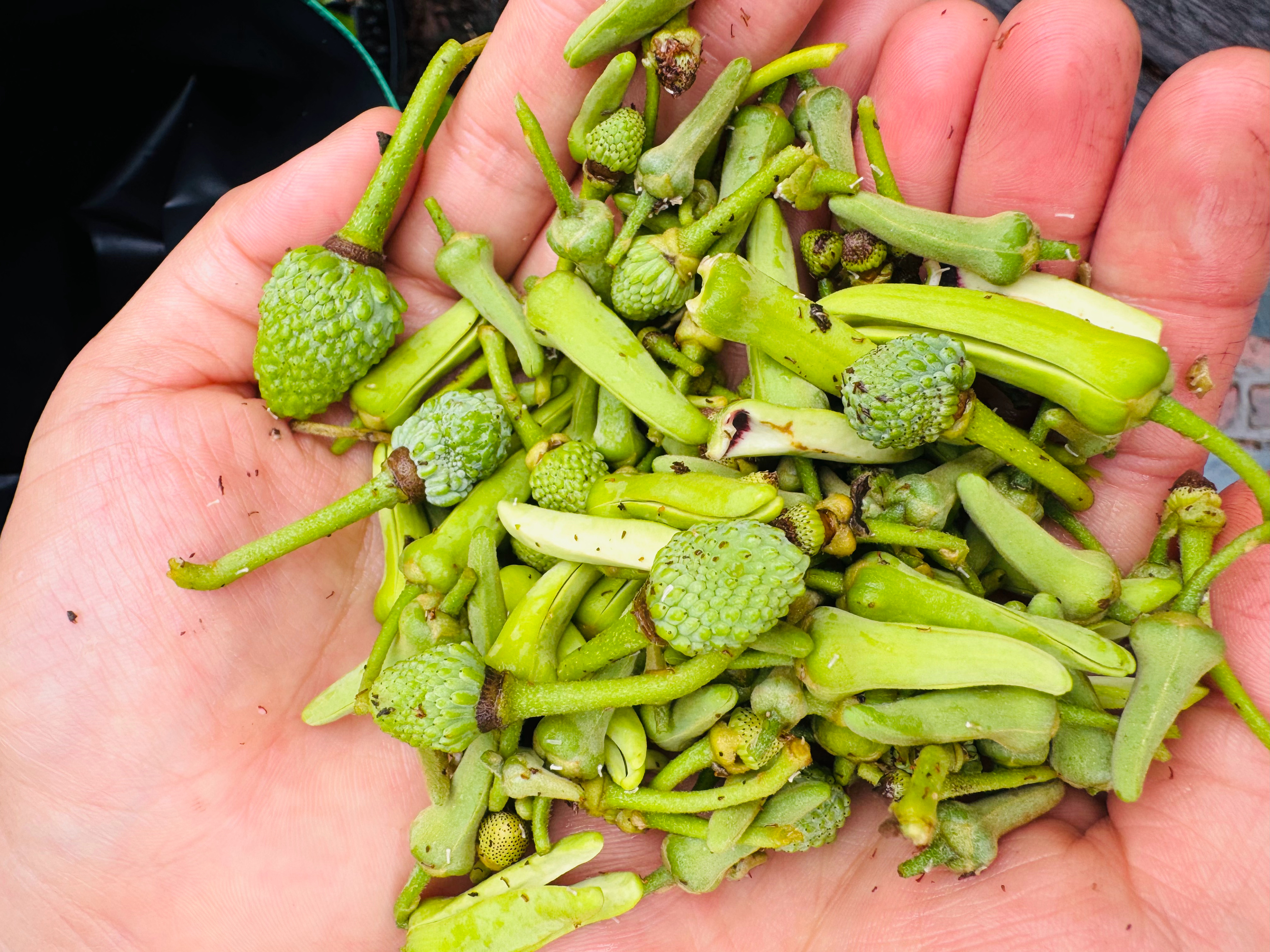 今天给释迦和芭乐疏果，拧下来这么多果子虽然心疼，但是为了品质是必须的 