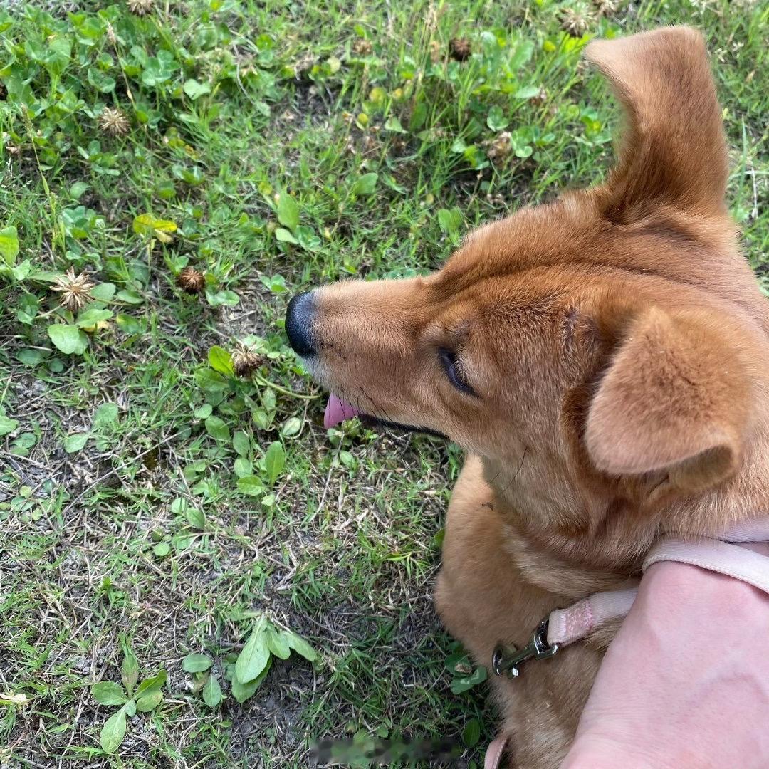 老公拍的小狗🐕 