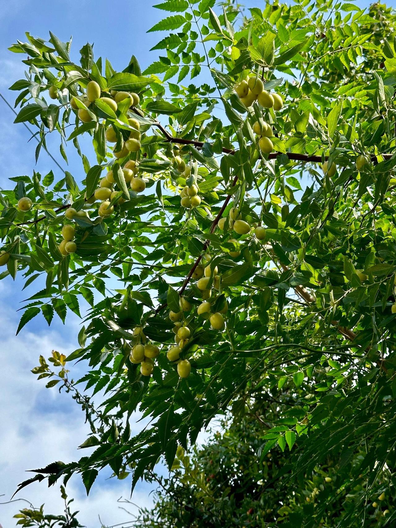 🌿🍆🌼🥬