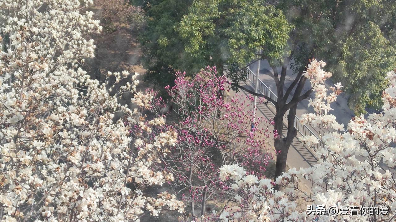 又是一年缤纷季，红白玉兰竞相开放啦！在玉兰大道至红旗新区的滨河景观带，它们美得不