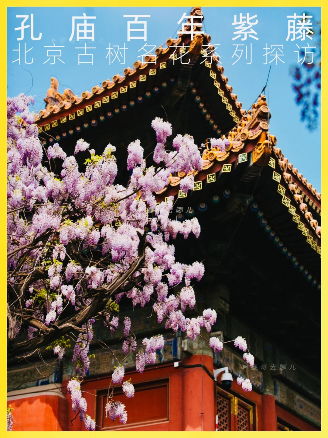 北京紫藤之王开花了！五一去观赏还来得及！