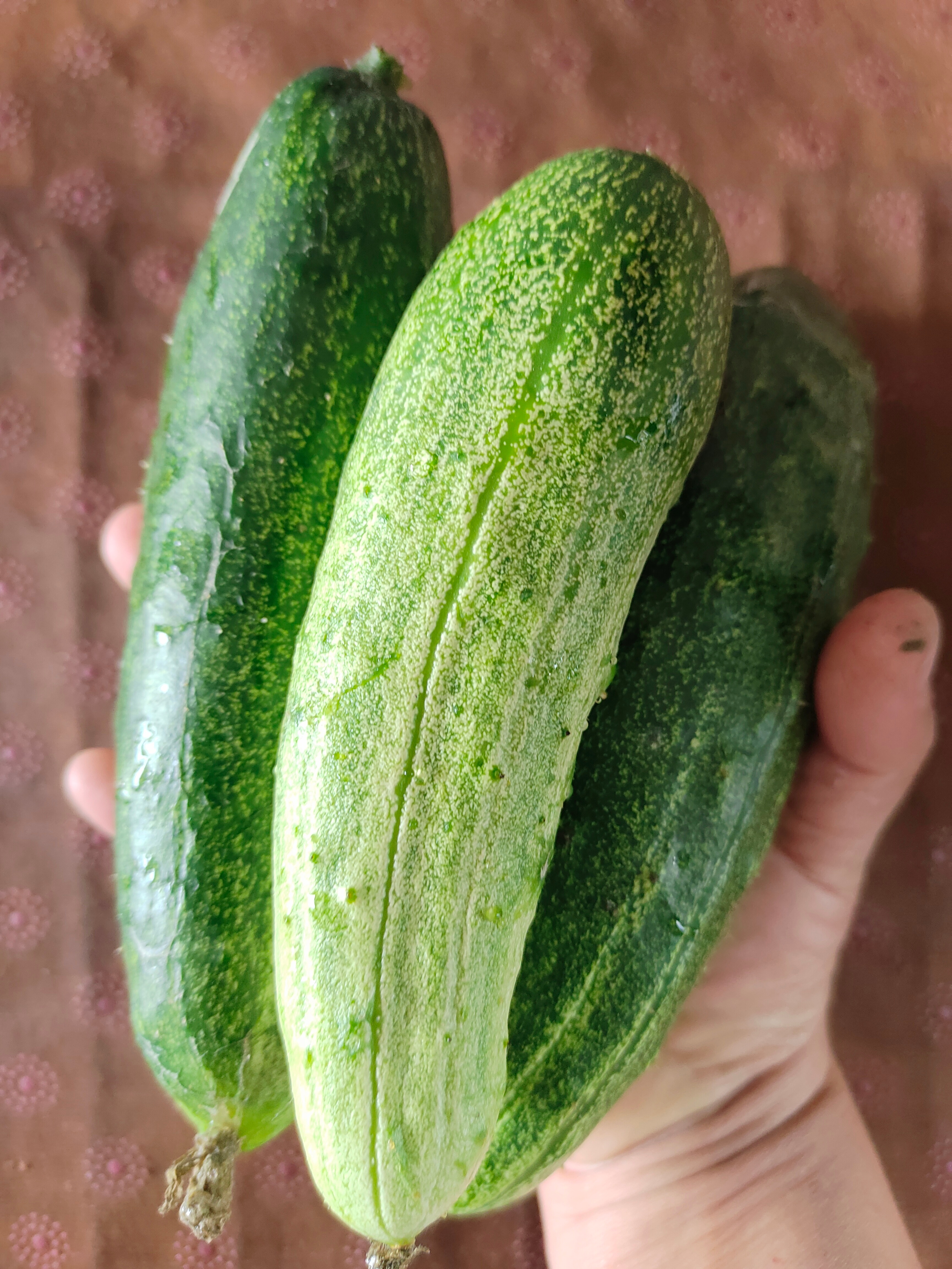 到菜园子，摘了黄瓜，蘸酱吃。 