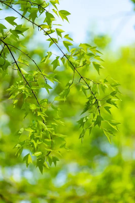 风一吹，春天就漫了过来。
枝头慢慢冒了新绿，阳光也变得温柔，连风里都带着淡淡的花