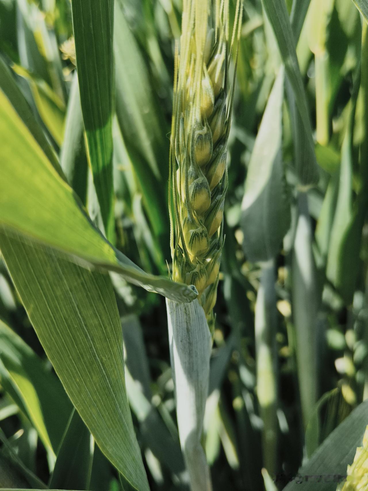 牛马年，好种田，此言不虚。
昨天下了一晚上雨，今天的小麦，拔节抽穗，生机勃勃，这
