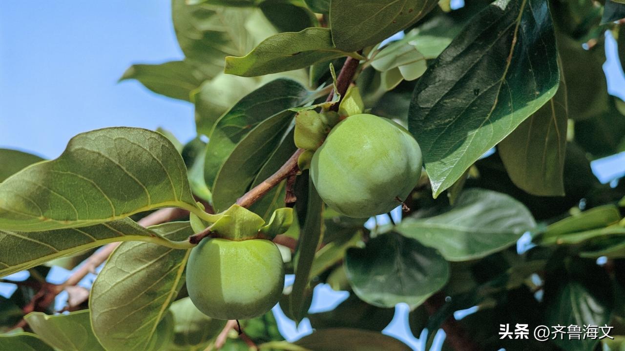 《青柿吟》
涩齿噙霜未染红，抱枝犹自对晴空。
莫嫌酸色三分浅，酿到金秋味始浓。
