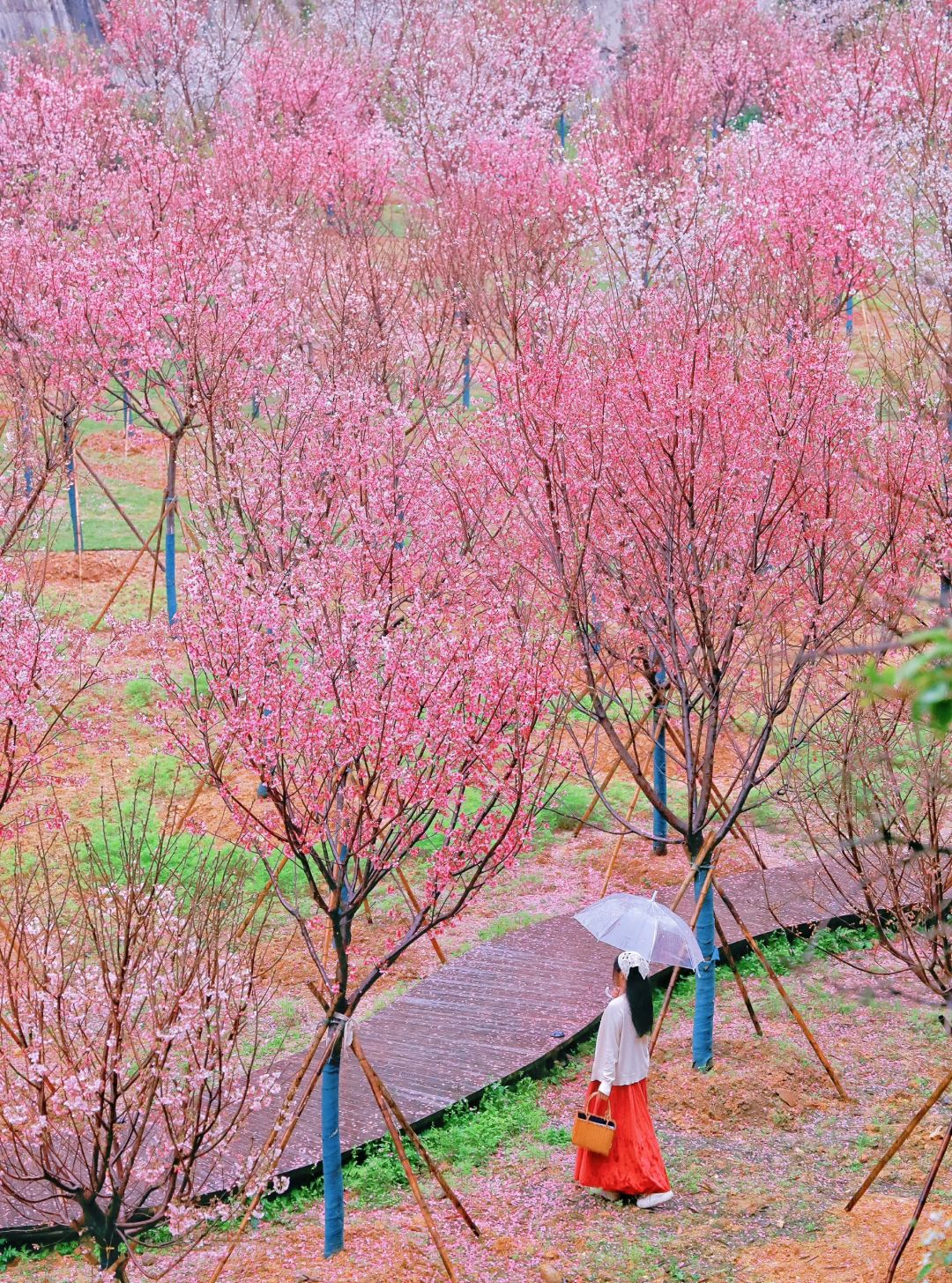 在广州！樱花盛开啦🌸还有多片花海🌷美翻啦