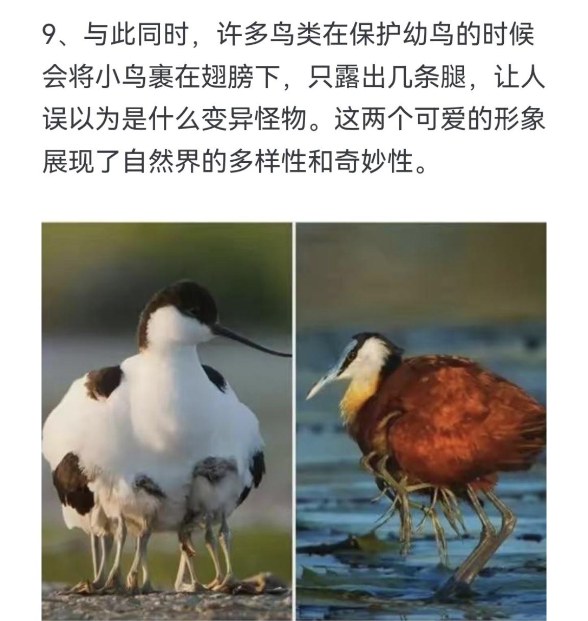 许多鸟类在保护幼鸟的时候会将小鸟裹在翅膀下