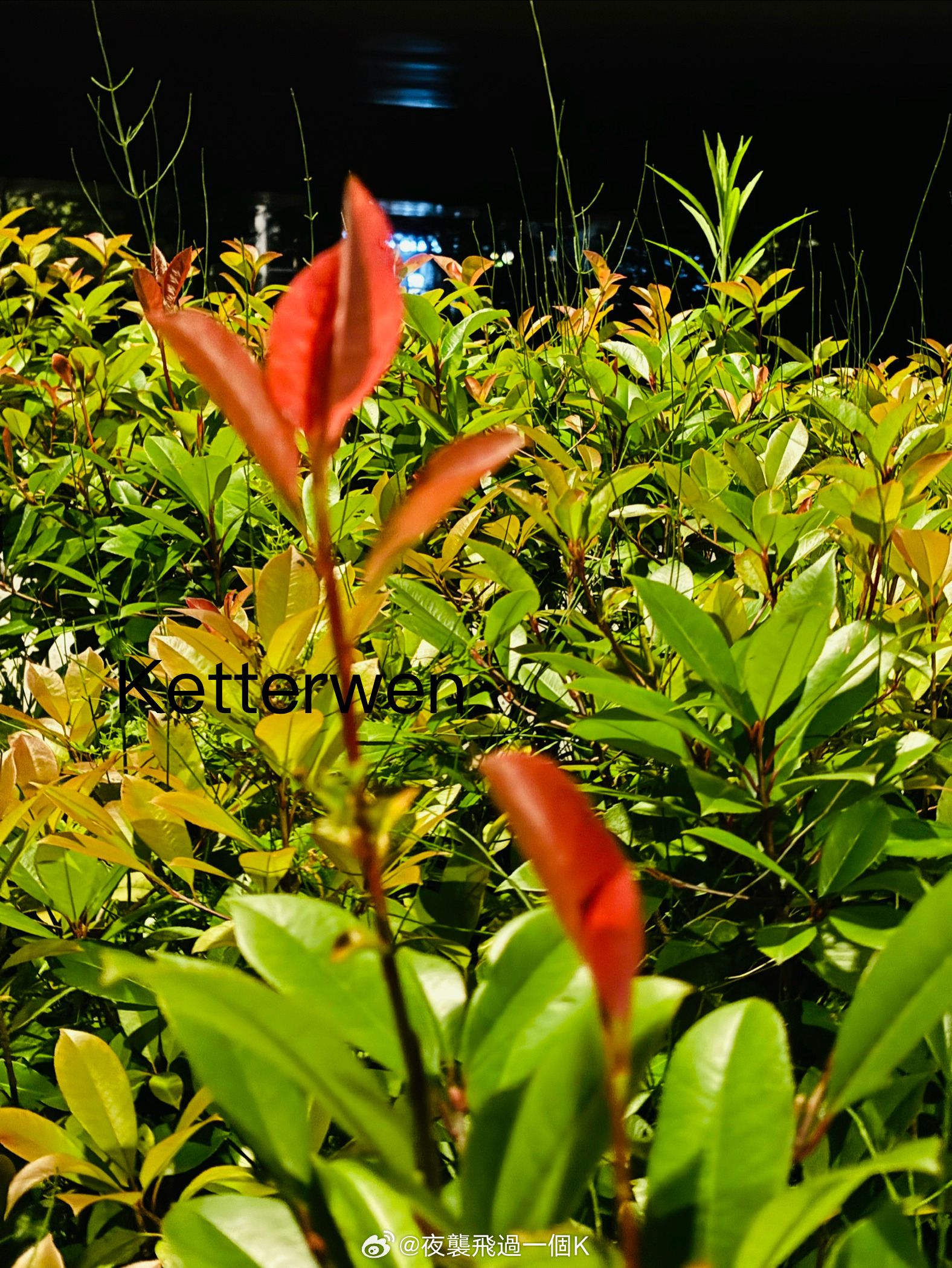 五月十三橋邊の紅葉  专栏 · ketterwenの騎行紀錄