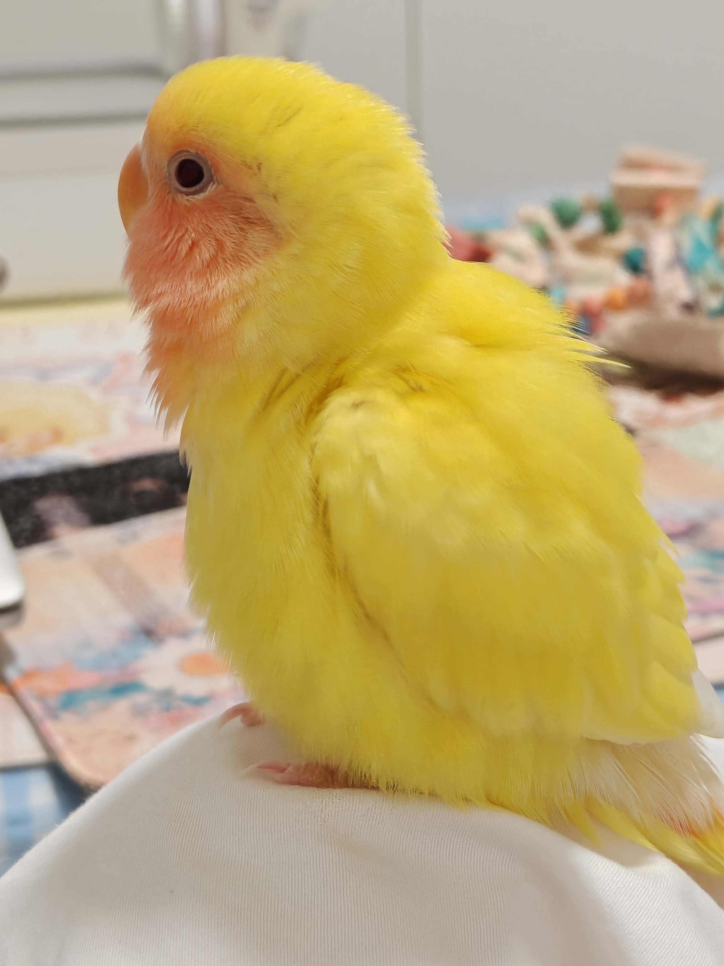 小绒团 ​​​