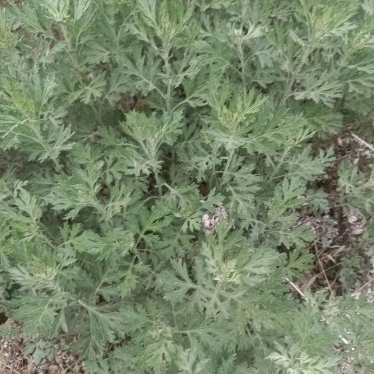 每年4月份，我家这片地里总会冒出一片艾蒿。它的根茎特别强健，会不断地发芽生根，如
