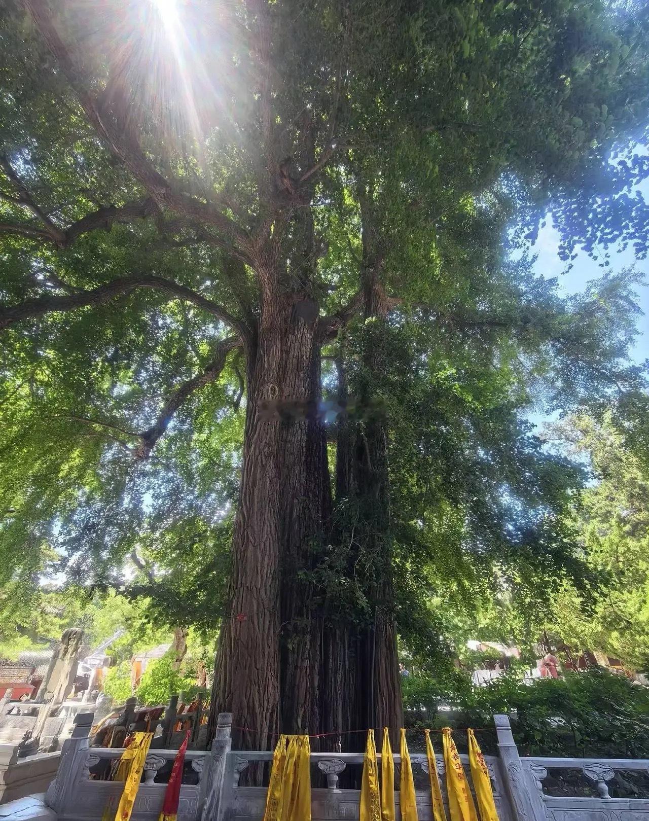 a.股分化结构性牛市仍然会继续推进！券商，多元金融，物理ai，具身智能，锂电池，