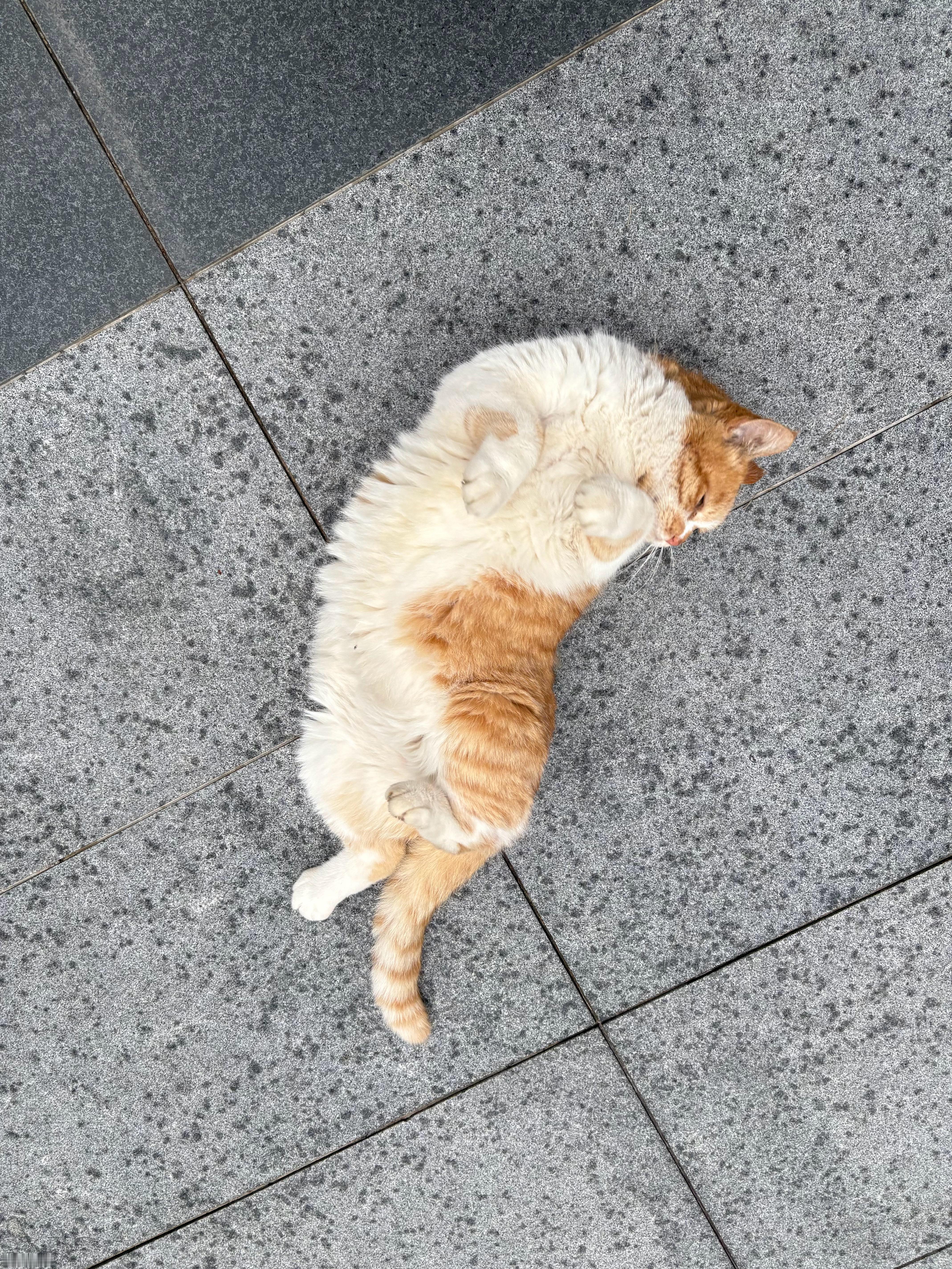 撒娇也是必备技能日常吸猫短短