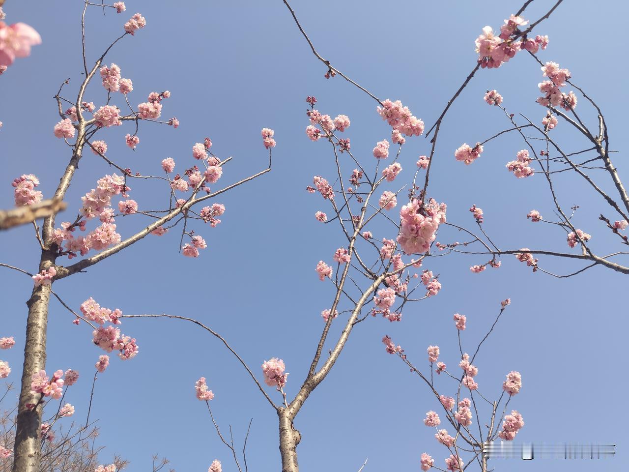 马年大年初五，郑州市人民公园随手拍:鲜花盛开在蓝天上！