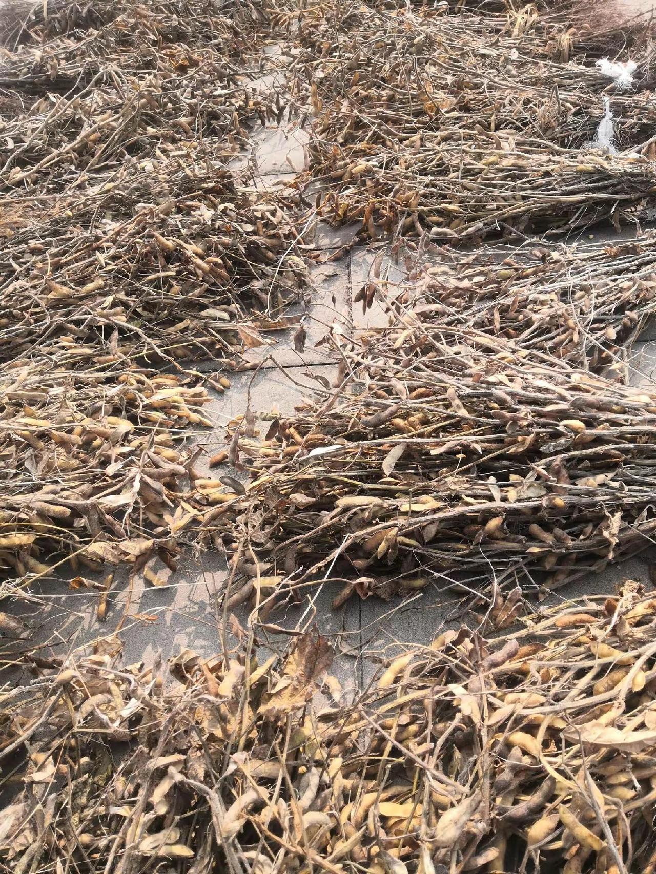 日常生活 农村生活日常 我的乡村生活 我的农村生活 农村生活的视频