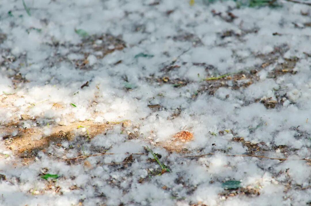 气温也要回升了，可烦恼马上就要来临。柳絮飘飞的日子即将来到，每年四月，北方多地进