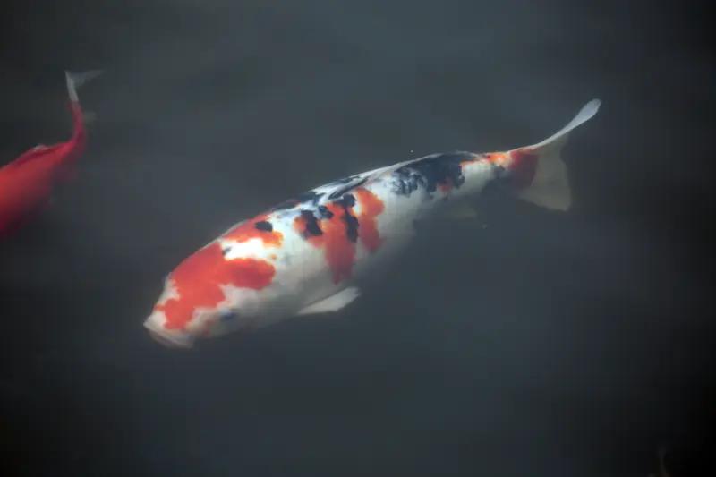 2月4日河南南阳，价值千元锦鲤跳缸身亡，主人不舍丢弃含泪做成酸菜鱼，品后直言：味