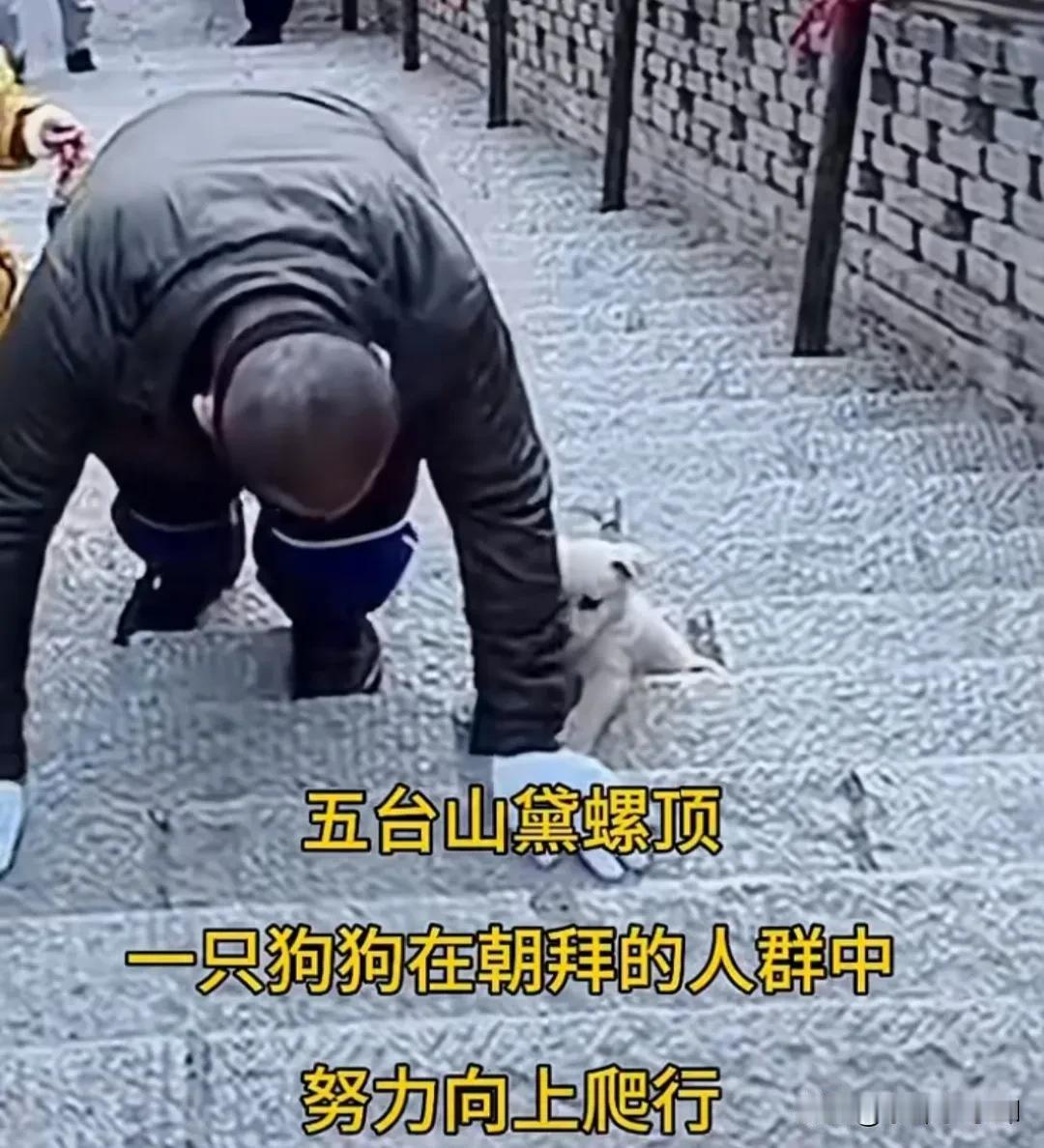 五台山小狗被男子踢下台阶，其实，菩萨会以任何形式出现在你身边，可能是一棵树一片叶