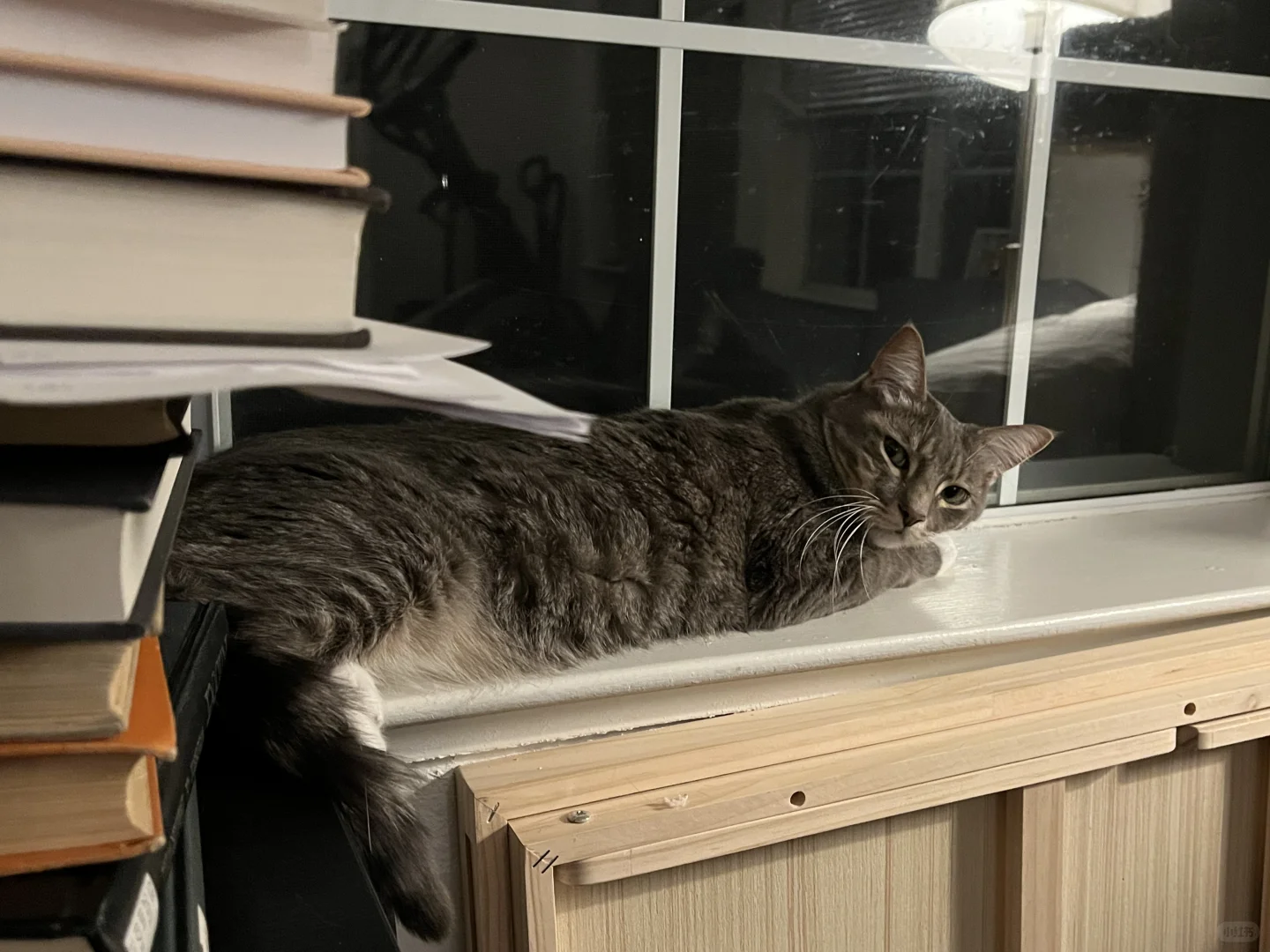 失去梦想变成猫条