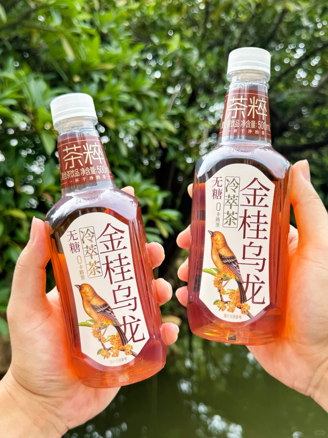 减脂期随便喝系列！金麦郎无糖金桂乌龙！