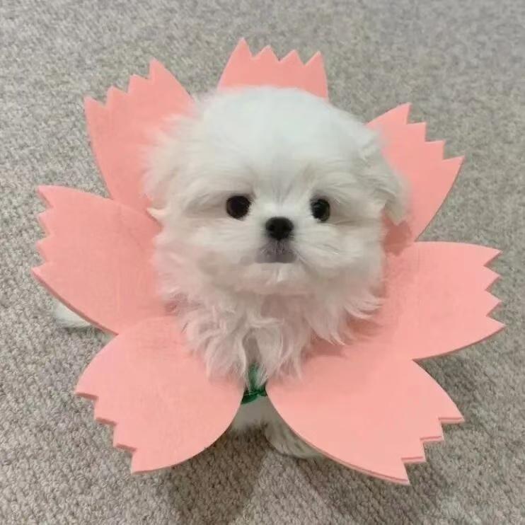 小狗参加运动会好小众画面参赛小狗花式登场吸睛十足，乘车滑行踩着滑板帅气亮相，出场