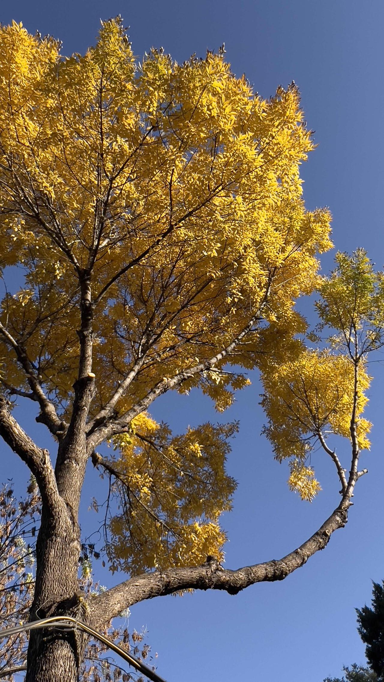 分享一张你手机里的树