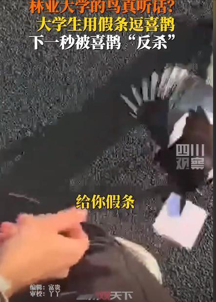 11月18日，哈尔滨，一位大学生学着网上其他网友的样子将自己的饭卡放到小鸟的嘴边