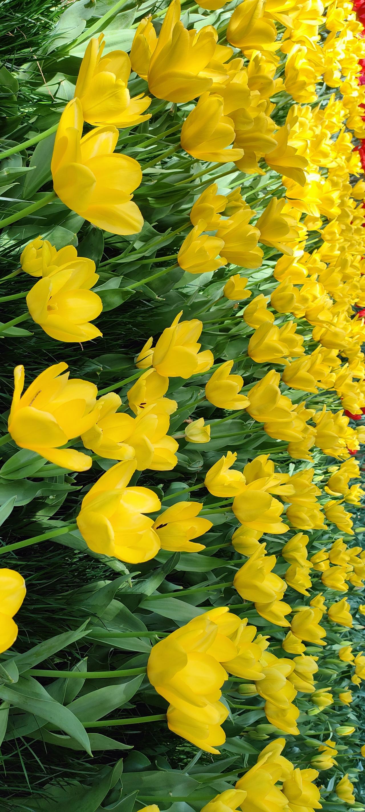 春日里的黄色花海，绽放出无限的生机与希望！🌸🌼🌺