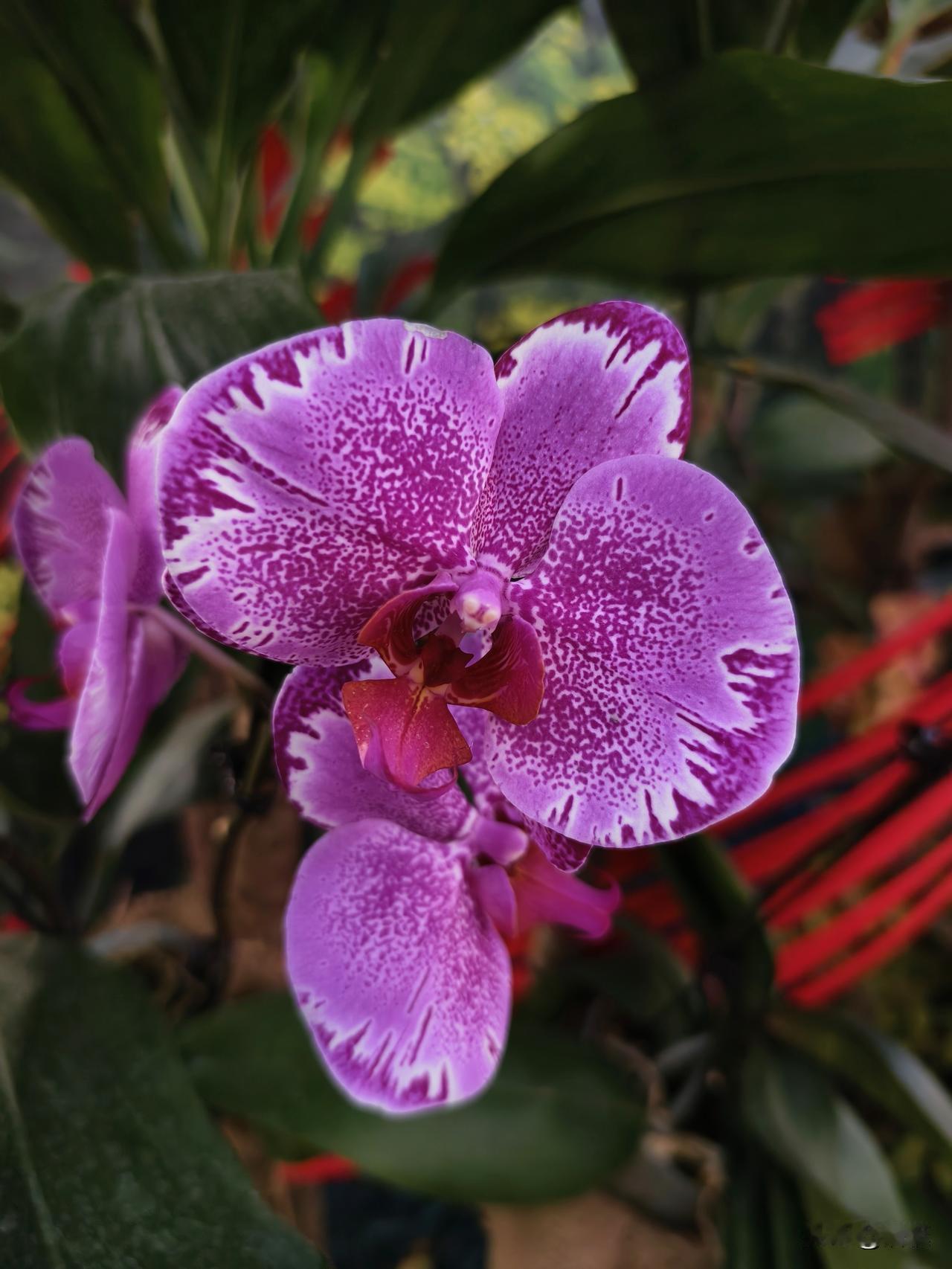分享一下你随手拍下的照片北京昌平兴寿草莓园嘉年华举办兰花展，有数百种蝴蝶兰鲜艳夺