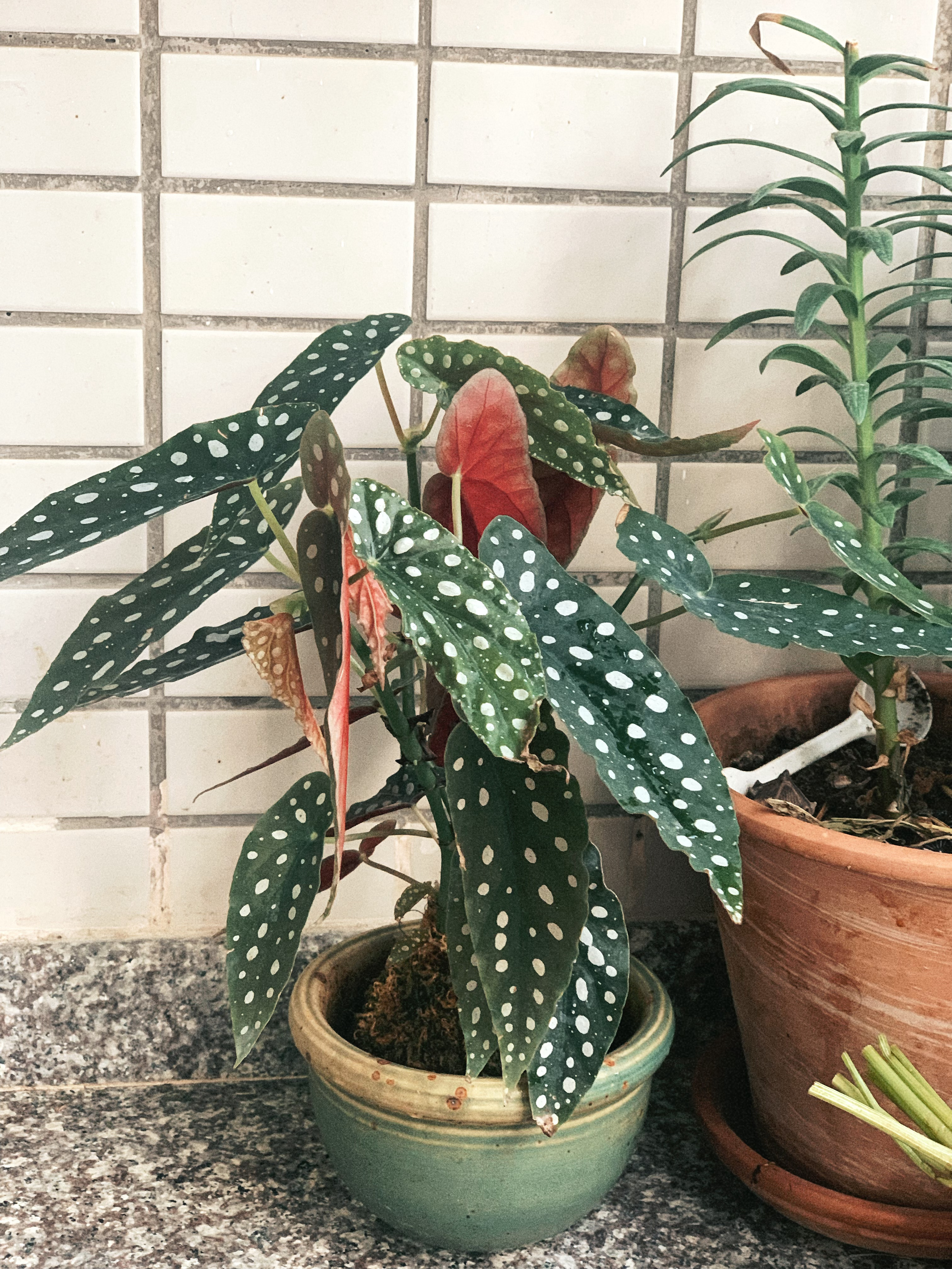 说好的什么都不买了结果出门带了一盘秋海棠回来真的只是顺手而已没别的意思 ​​​
