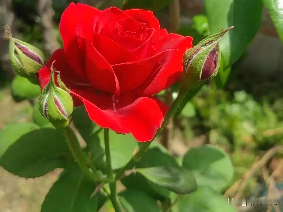（11）今天是5月1日，星期四，是头条的体现日。
我一直都是一个月提现一次，都在
