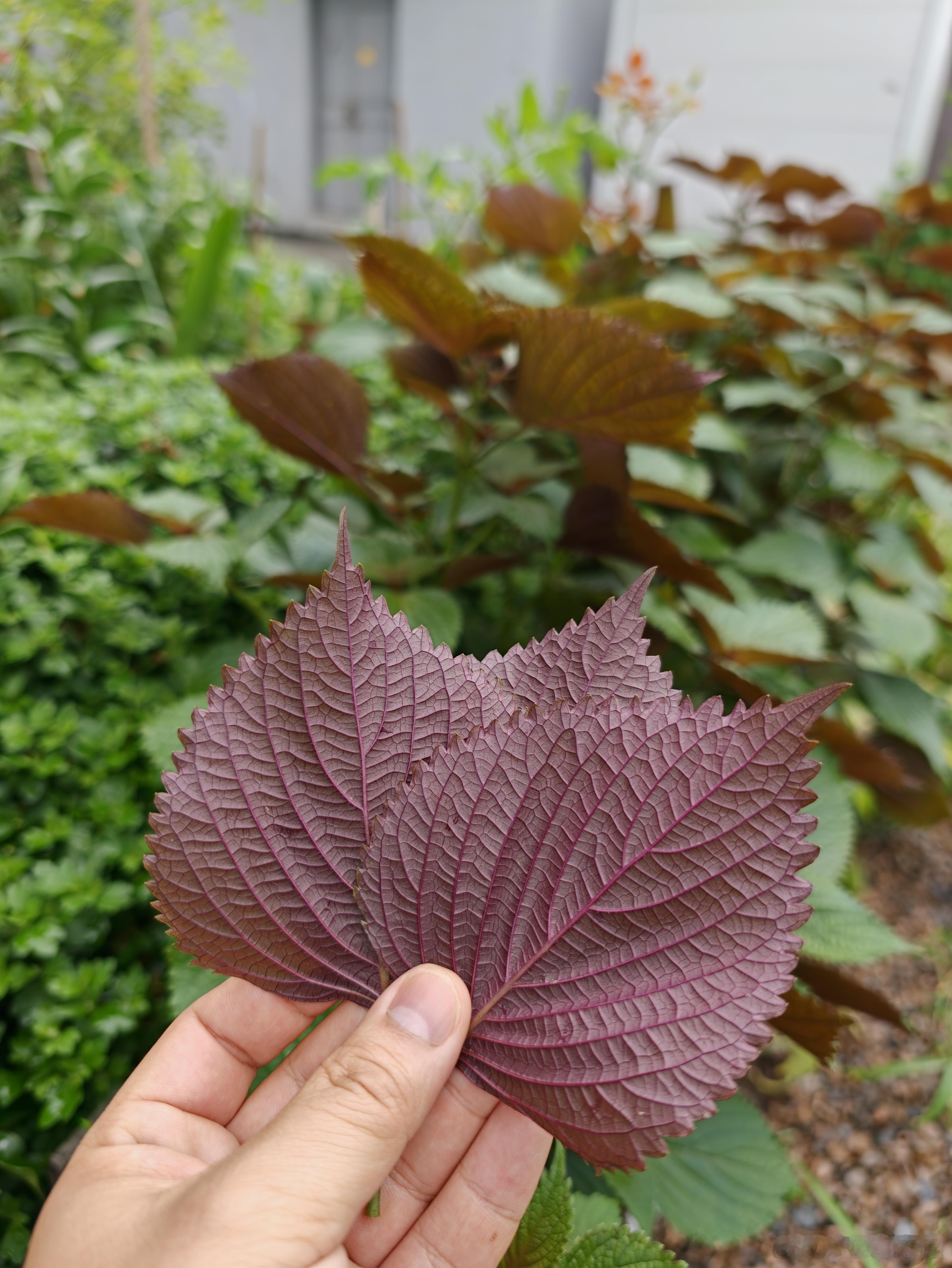 大家喜欢紫苏的味道吗？我习惯烧鱼放点紫苏，浙江这边菜场买不到，于是在车间空地种了
