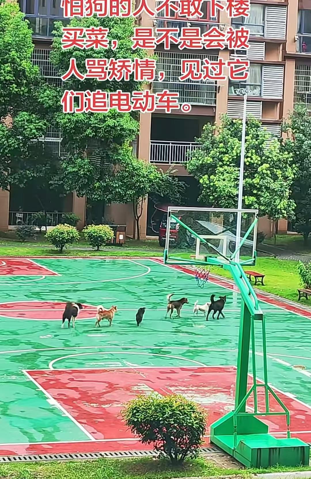 如果你突然出现在这里？要怎么做才能全身而退呢？6条狗，全部没牵绳，吠声响遍整个篮