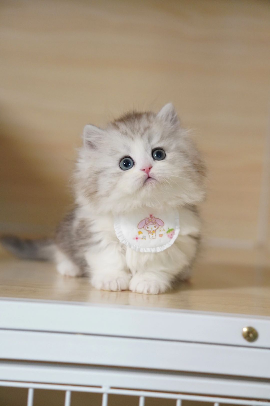 嗲妹妹 银白米努特矮脚猫